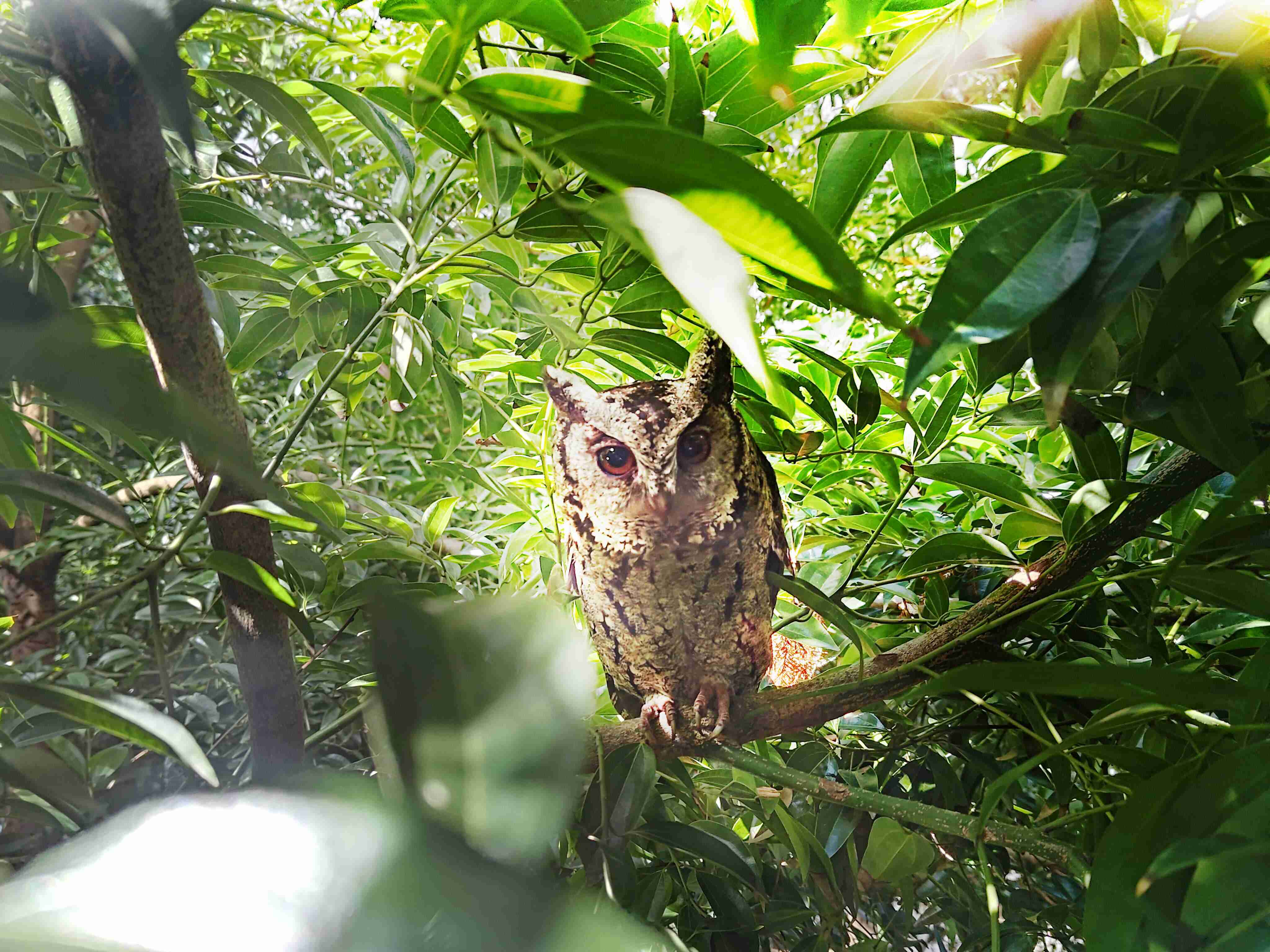 2121非凡致力提倡净零绿生活，，，，16年以来在全球各厂区植树逾百万棵，，，造就各厂区树木蔚然成林，，犹如森林工厂，，，成为许多生物的栖息地